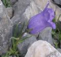 Campanula alpestris